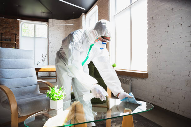 Mold Removal Services